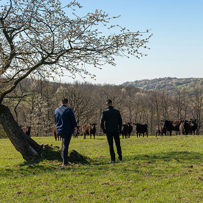 Rinderfarm Mitterberg