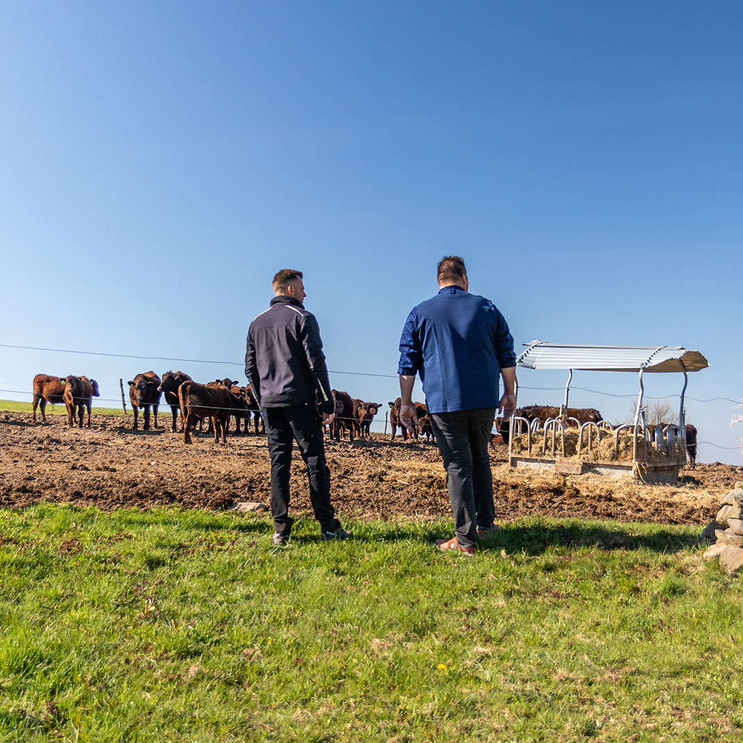 Fütterung auf der Rinderfarm